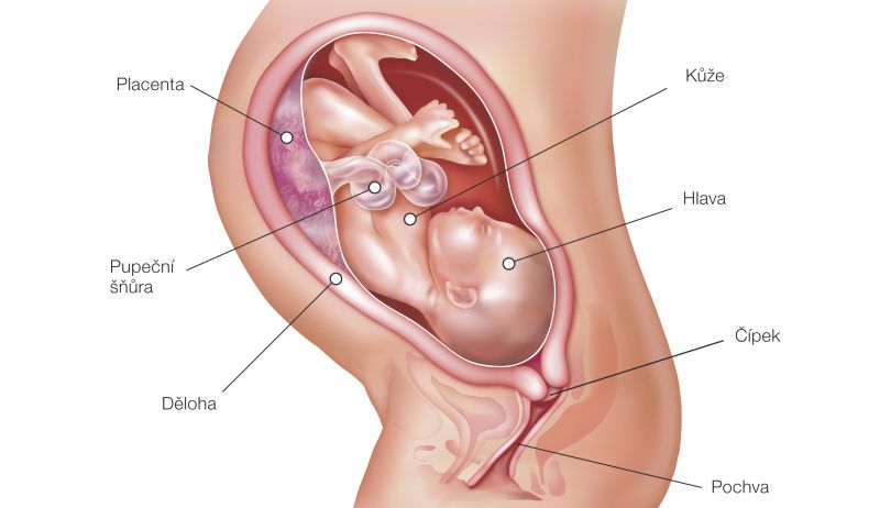 Fotografie (36. týždeň tehotenstva: Vývoj plodu a tehotenské zmeny)